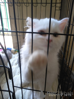 Zdjęcie №3. Szkocki prosto, fałd i wyżyny, szary kolor, biały i fioletowy. Gruzja