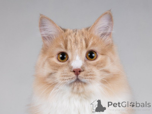 Zdjęcie №4. Sprzedam  w Москва. prywatne ogłoszenie - cena - Bezpłatny