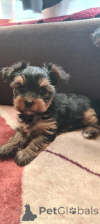 Zdjęcie №2 do zapowiedźy № 135237 na sprzedaż  yorkshire terrier - wkupić się Polska od żłobka