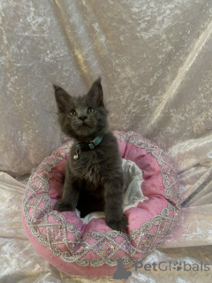 Zdjęcie №2 do zapowiedźy № 155200 na sprzedaż  maine coon - wkupić się Szwajcaria prywatne ogłoszenie