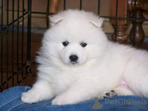 Zdjęcie №3. Pomeranian-welpen verfügbar. Niemcy