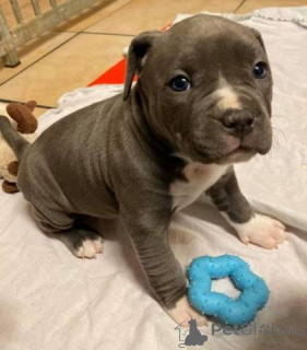 Zdjęcie №1. amerykański pitbulterier - na sprzedaż w Zürich | negocjowane | Zapowiedź №143062