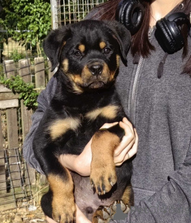 Zdjęcie №2 do zapowiedźy № 146094 na sprzedaż  rottweiler - wkupić się Serbia prywatne ogłoszenie