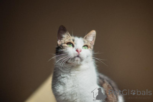 Zdjęcie №2 do zapowiedźy № 159179 na sprzedaż   - wkupić się Federacja Rosyjska ze schronu