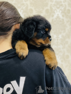 Zdjęcie №4. Sprzedam rottweiler w Kazań. hodowca - cena - negocjowane
