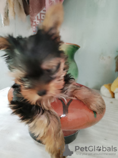 Zdjęcie №1. yorkshire terrier - na sprzedaż w Komsomolsk-na-Amurze | 2zł | Zapowiedź №106943