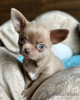 Zdjęcie №3. Sprzedam śliczne urocze szczenięta Chihuahua. Skontaktuj się z firmą WhatsApp. Niemcy