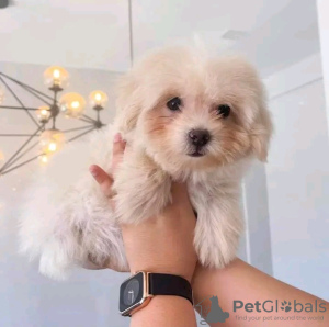 Zdjęcie №3. Szczenięta Maltipoo szukają nowego domu Biznesowy WhatsApp 37062044902. Szwajcaria