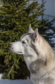 Dodatkowe zdjęcia: Śliczne szczenięta husky