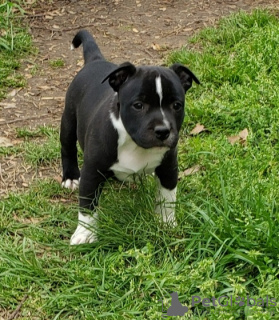 Zdjęcie №1. staffordshire bull terrier - na sprzedaż w Дублин | Bezpłatny | Zapowiedź №124156