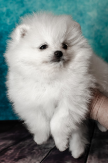 Dodatkowe zdjęcia: Pomeranian shpitz, White, boy