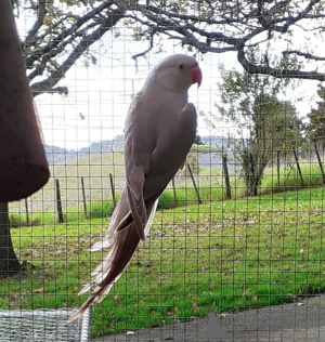 Zdjęcie №4. Sprzedam kot singapurski w Bregenz. hodowca - cena - 718zł