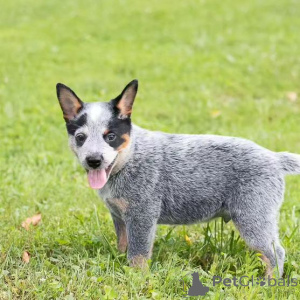 Zdjęcie №4. Sprzedam australian cattle dog w Baltimore.  - cena - Bezpłatny