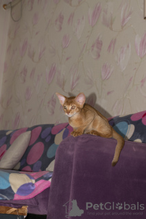 Zdjęcie №2 do zapowiedźy № 7634 na sprzedaż  kot abisyński - wkupić się Federacja Rosyjska od żłobka