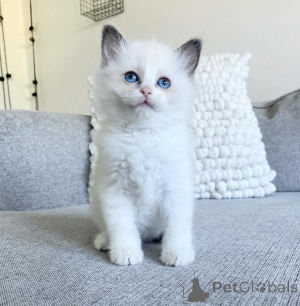 Zdjęcie №1. ragdoll - na sprzedaż w Pimpama | 13439zł | Zapowiedź № 175246