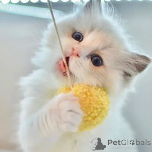 Zdjęcie №2 do zapowiedźy № 156263 na sprzedaż  ragdoll - wkupić się Islandia prywatne ogłoszenie