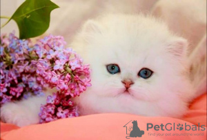 Zdjęcie №2 do zapowiedźy № 100399 na sprzedaż  kot brytyjski długowłosy - wkupić się Niemcy prywatne ogłoszenie, hodowca