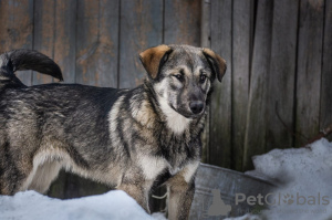 Zdjęcie №2 do zapowiedźy № 48378 na sprzedaż  pies nierasowy - wkupić się Federacja Rosyjska prywatne ogłoszenie