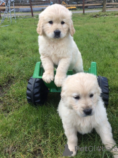 Zdjęcie №1. golden retriever - na sprzedaż w Aarhus | 1465zł | Zapowiedź №111580