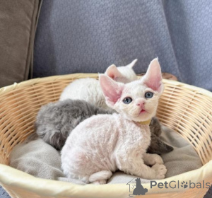 Zdjęcie №1. devon rex - na sprzedaż w Gornja Radgona | negocjowane | Zapowiedź № 171273
