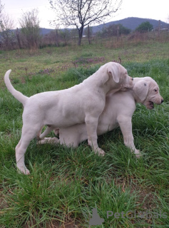 Dodatkowe zdjęcia: Szczeniaki Dogo Argentino