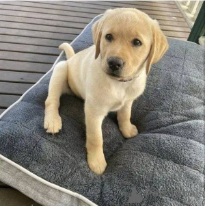 Zdjęcie №1. labrador retriever - na sprzedaż w Zossen | negocjowane | Zapowiedź №157838