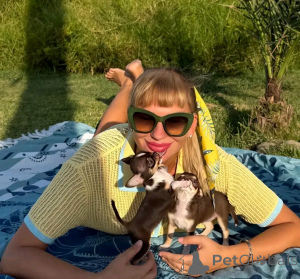 Zdjęcie №1. chihuahua (rasa psów) - na sprzedaż w Miasto Tennessee | 3707zł | Zapowiedź №167174