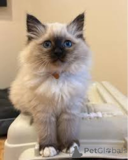 Zdjęcie №3. Pyhän birman pentuja myynnissä. Finlandia