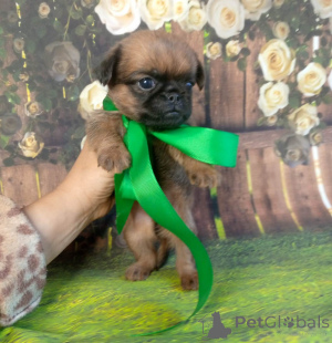 Zdjęcie №3. Rudowłosy dziewczyna ptak Brabanson. Federacja Rosyjska