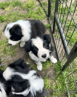 Zdjęcie №1. border collie - na sprzedaż w Berno | negocjowane | Zapowiedź №120108