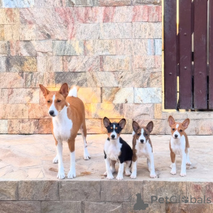 Zdjęcie №1. basenji - na sprzedaż w Station Nord | negocjowane | Zapowiedź №170480