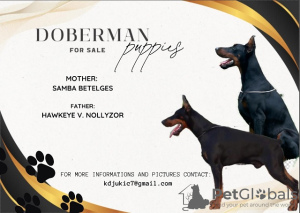 Zdjęcie №1. doberman - na sprzedaż w Temerin | negocjowane | Zapowiedź №112496