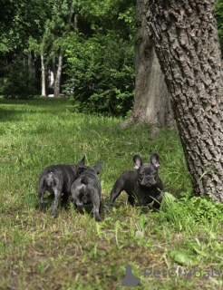 Zdjęcie №4. Sprzedam buldog francuski w Rzeka Moskwa. hodowca - cena - 4125zł