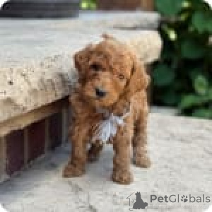 Zdjęcie №3. Zoe. USA