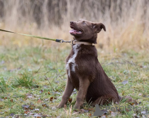 Zdjęcie №3. Kto potrzebuje czułości?. Federacja Rosyjska