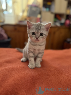 Zdjęcie №2 do zapowiedźy № 137363 na sprzedaż  kot brytyjski krótkowłosy - wkupić się Francja prywatne ogłoszenie