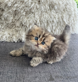 Zdjęcie №3. Kot perski. Niemcy