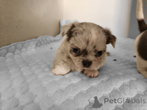 Zdjęcie №2 do zapowiedźy № 136793 na sprzedaż   - wkupić się Izrael prywatne ogłoszenie