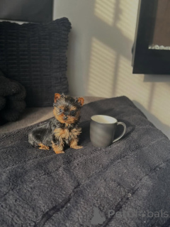 Zdjęcie №2 do zapowiedźy № 168619 na sprzedaż  yorkshire terrier - wkupić się Niemcy hodowca