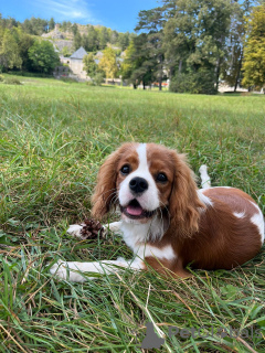 Zdjęcie №1. cavalier king charles spaniel - na sprzedaż w Budva | 2093zł | Zapowiedź №68963