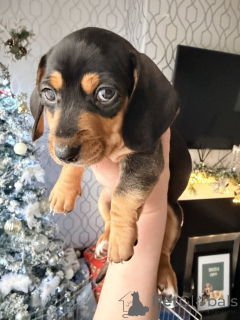 Zdjęcie №4. Sprzedam pies nierasowy w ADELAIDA. prywatne ogłoszenie - cena - 4171zł