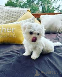 Zdjęcie №4. Sprzedam maltańczyk w Wiedeń. prywatne ogłoszenie, hodowca - cena - 3348zł