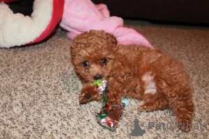 Zdjęcie №3. Prachtige Toypoedelpuppy's Klaar om nu te vertrekken. Holandia