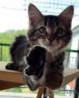 Zdjęcie №2 do zapowiedźy № 146095 na sprzedaż  kot syberyjski - wkupić się Włochy prywatne ogłoszenie