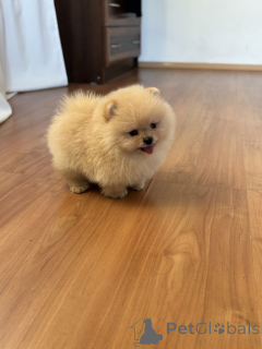 Zdjęcie №3. Boy Bear, Pucha. Federacja Rosyjska