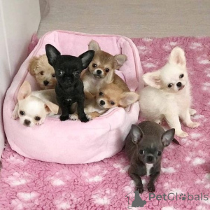 Zdjęcie №1. chihuahua (rasa psów) - na sprzedaż w Mediolan | negocjowane | Zapowiedź №178377
