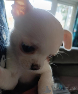 Zdjęcie №1. chihuahua (rasa psów) - na sprzedaż w Bayerbach Bei Ergoldsbach | negocjowane | Zapowiedź №167680