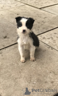 Zdjęcie №2 do zapowiedźy № 30189 na sprzedaż  border collie - wkupić się Niemcy prywatne ogłoszenie