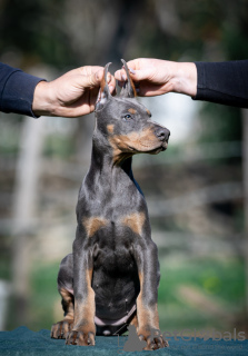 Zdjęcie №3. Szczenięta Dobermana. Serbia