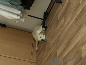 Zdjęcie №2 do zapowiedźy № 152515 na sprzedaż  cane corso - wkupić się Republika Czeska prywatne ogłoszenie